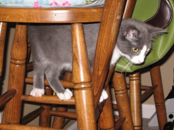 A kitten stands on the cross-sections of a stool