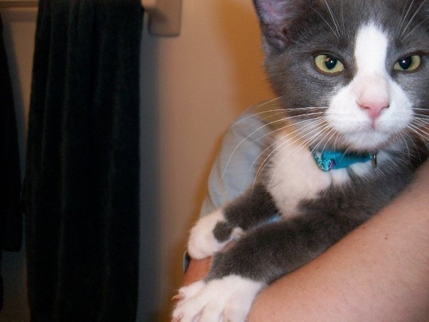 A grey-and-white kitten in a person's arms