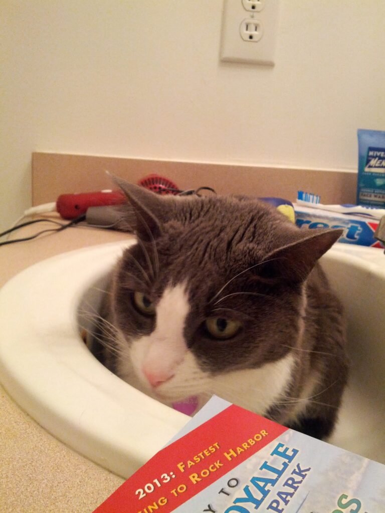 A cat peers over the edge of a bathroom sink