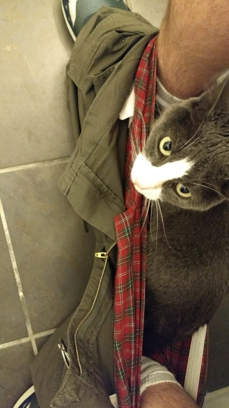 A cat looks up at the camera, as she sits inside the boxer shorts of a human on the toilet