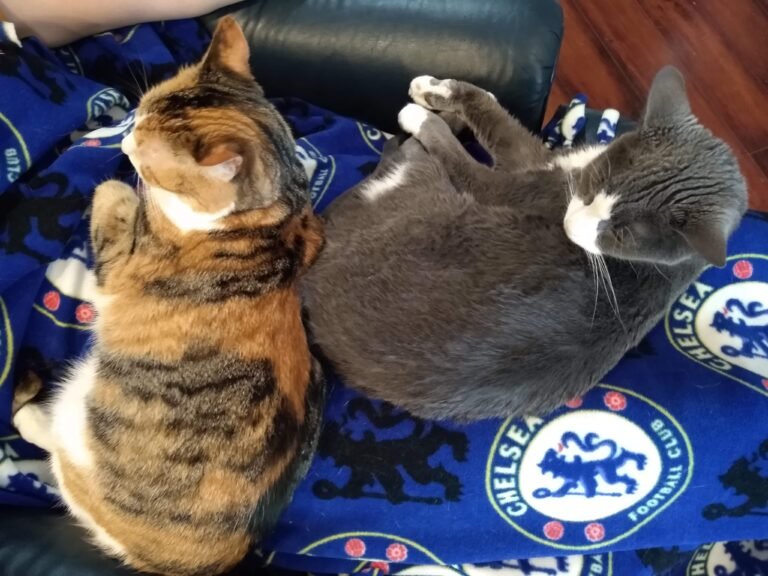Two cats sleep on a blanked, barely touching
