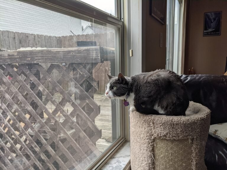 A cat sits on a kitty condo, intently looking out a window
