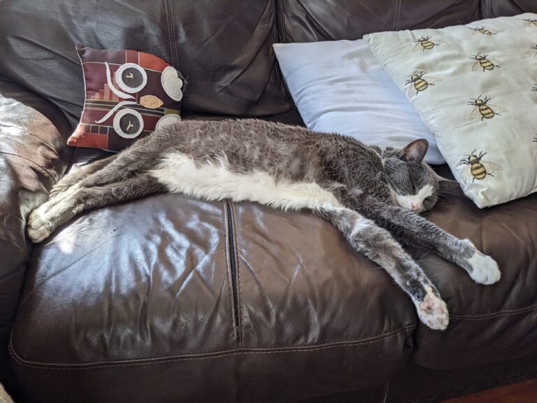 A cat stretches relaxingly across a couch