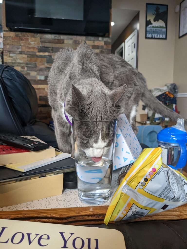 A cat shoves her face into a drinking glass, lapping up water with her tongue