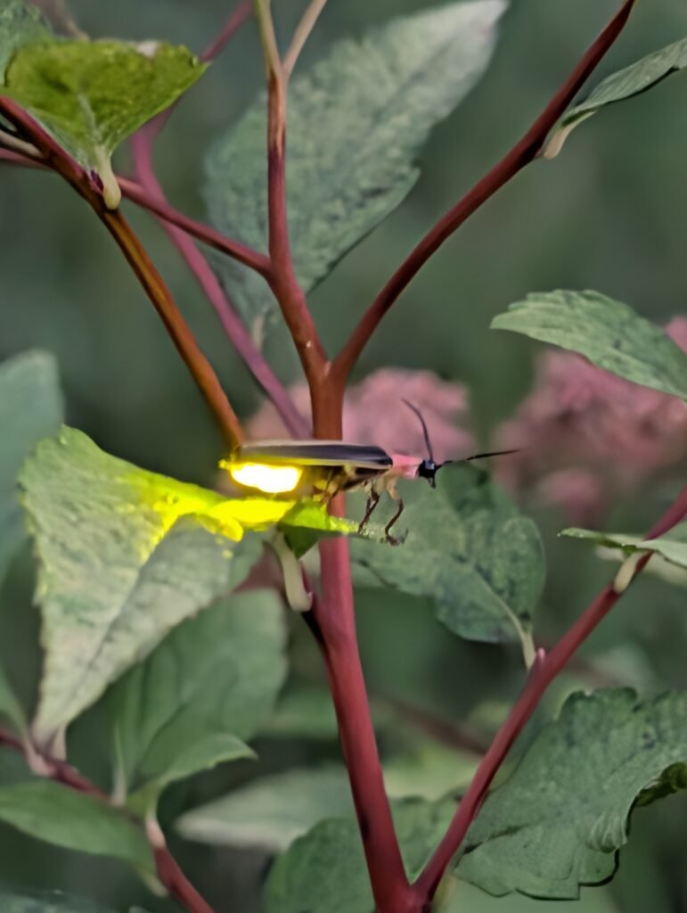 A firefly with an illuminated body sits on a green leaf next to reddish stems